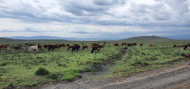 Naivasha Blocks of 10acres Next to Kedong Ranch House