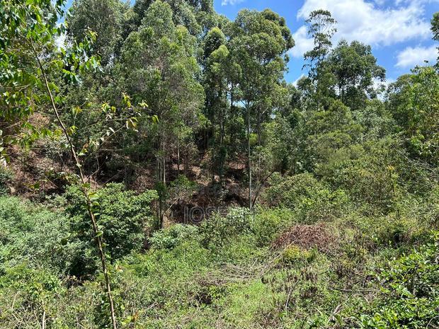 Banana Hill 1.4acre River Frontage