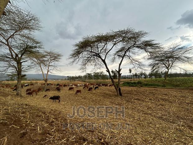 Naivasha Ndabibi Prime and Fertile 50-Acres