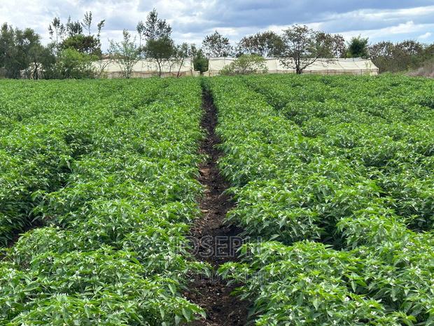 Sagana 7acres River Frontage Farm