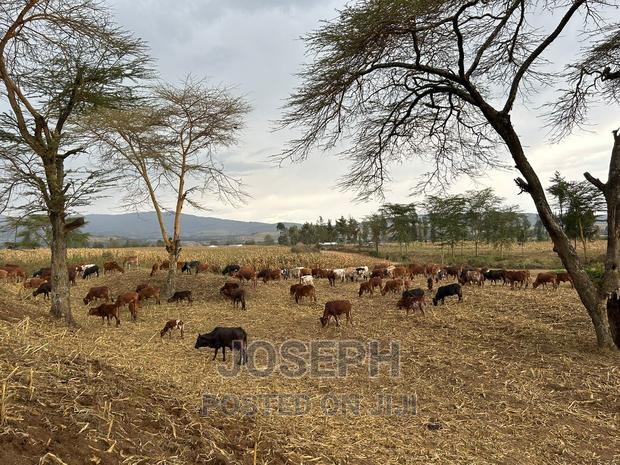 Naivasha Ndabibi Prime and Fertile 50-Acres