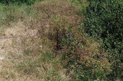 Plot for Sale
