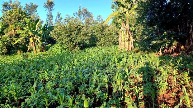 Red Soil Land on Sale