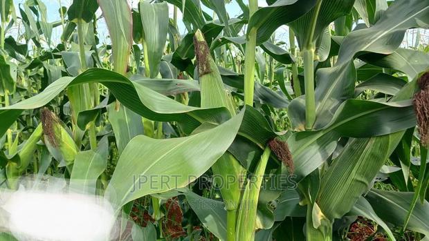 95 Acres for Sale