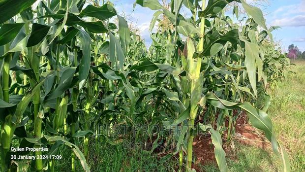 600 Acres for Sale