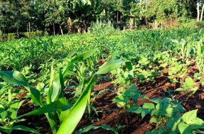 Red Soil Land on Sale