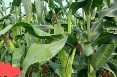 95 Acres for Sale
