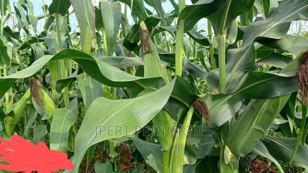 95 Acres for Sale