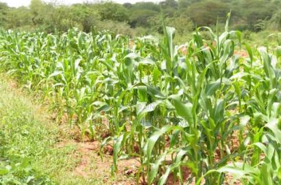 21 Acres Ngaamba Makueni