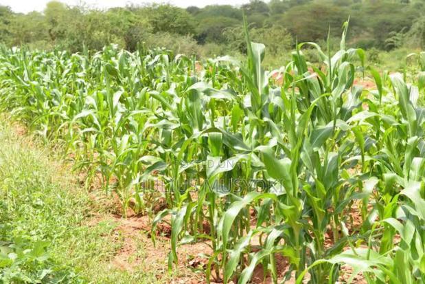 21 Acres Ngaamba Makueni