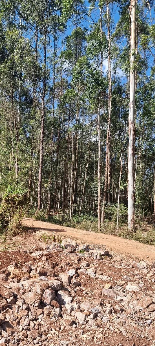 Prime 1/8 Pieces Forest Line,Bondeni
