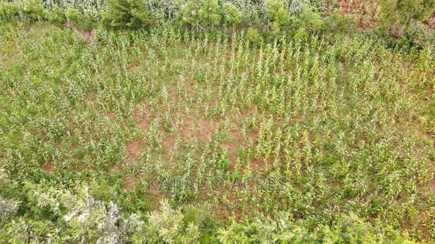 1/4 Acre Kibiku at 6m