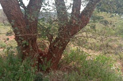 100 Acres Farming Land On Water Table