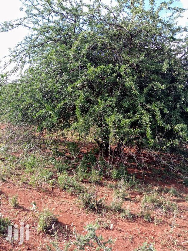 5 Acres Farming Land in Eremit(Near Tinga )At Per Acre