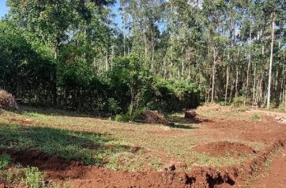 Prime 1/8 Pieces Forest Line,Bondeni