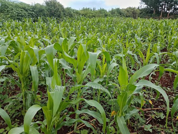 Two 40x80 Adjoining Plots at Anmer Estate