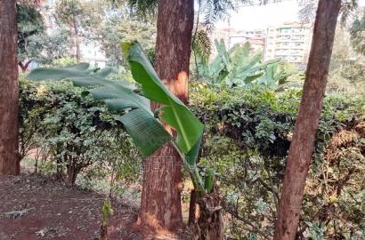 Quarter Acre Commercial Plot Kiambu Town