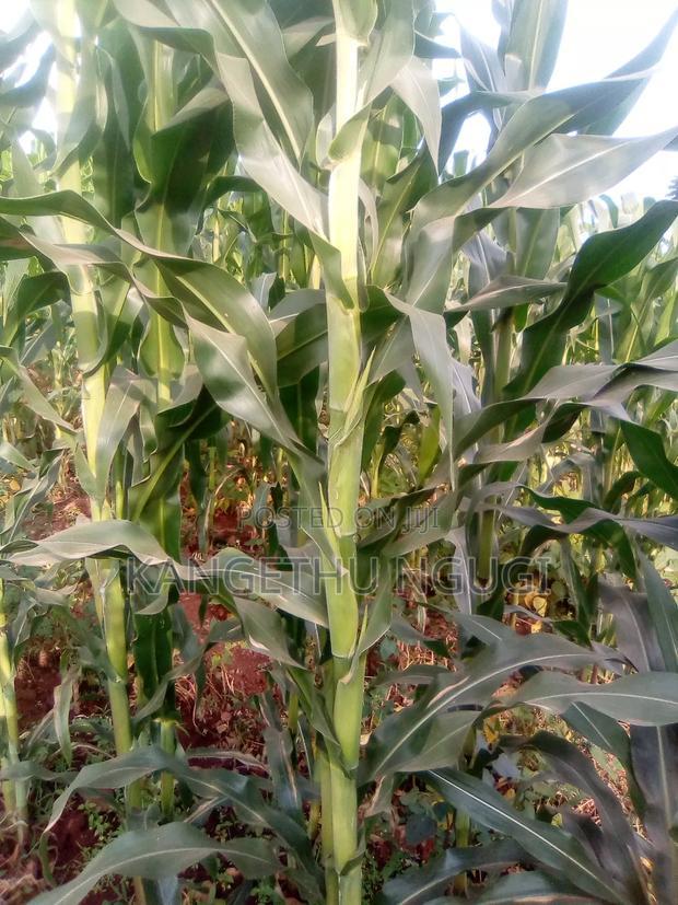 40x80 Plot Matropi Estate Kiambu