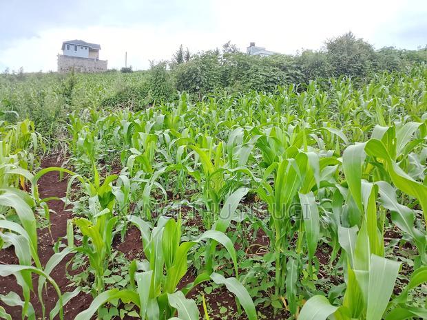Two 40x80 Adjoining Plots at Anmer Estate