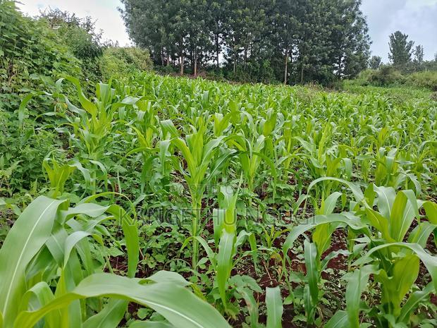 Two 40x80 Adjoining Plots at Anmer Estate