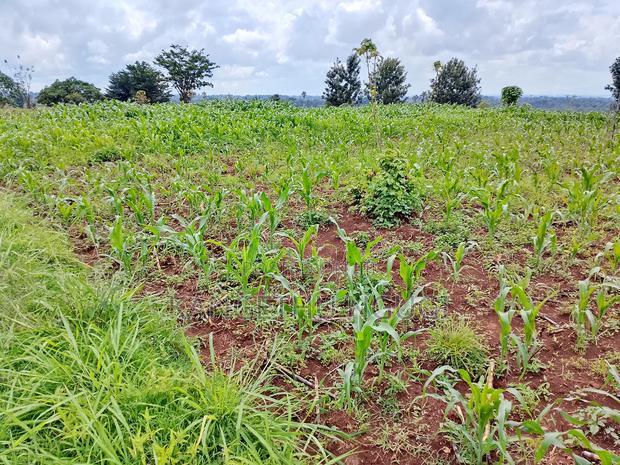 Two Plots Matropi Estate Kiambu