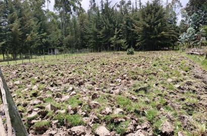 3 Prime 50 by 100 Plots for Sale
