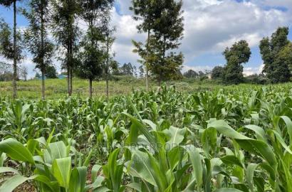 Prime Block of Land for Sale in Kikuyu Town.