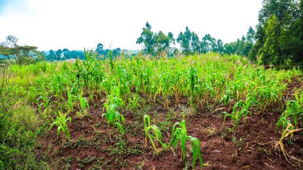 Prime Residential Plots for Sale in Kikuyu, Gikambura