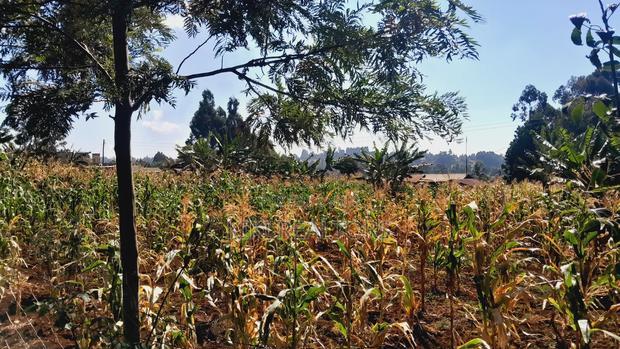 Kerwa Kikuyu Plots for Sale