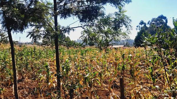 Kerwa Kikuyu Plots for Sale