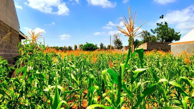 Thika Muguga Plots for Sale