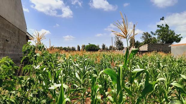 Thika Muguga Plots for Sale