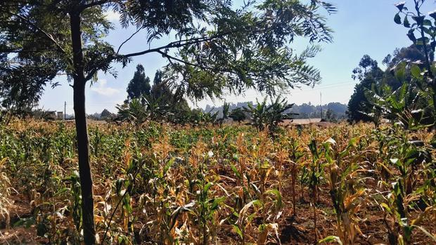 Kerwa Kikuyu Plots for Sale