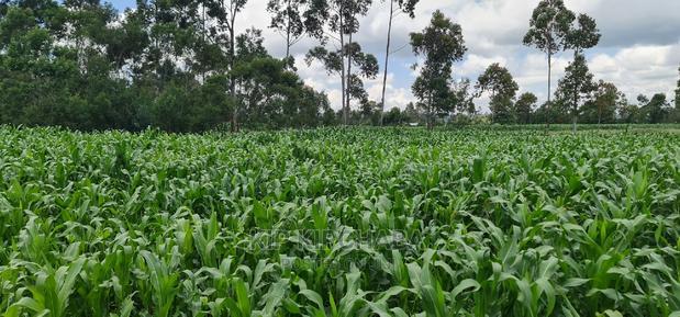 1 Acre Land for Sale in Plateau Kileges in Eldoret