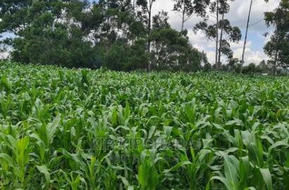 1 Acre Land for Sale in Plateau Kileges in Eldoret