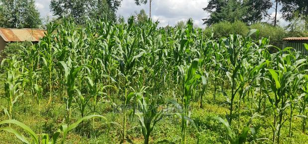 2 Plots For Sale In Kamagut Eldoret