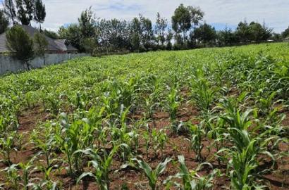 Prime 1/2 Acre for Sale in Kiplombe Eldoret