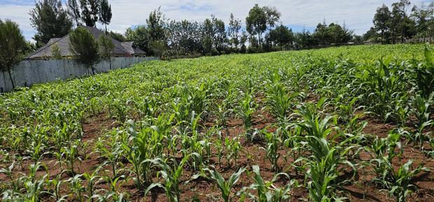 Prime 1/2 Acre for Sale in Kiplombe Eldoret