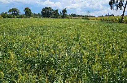 6 Acres for Sale in Naiberi Near Plateau in Eldoret