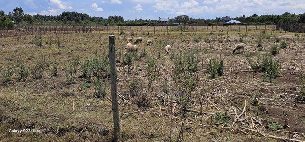 Prime Plot for Sale in Royalton Annex Eldoret