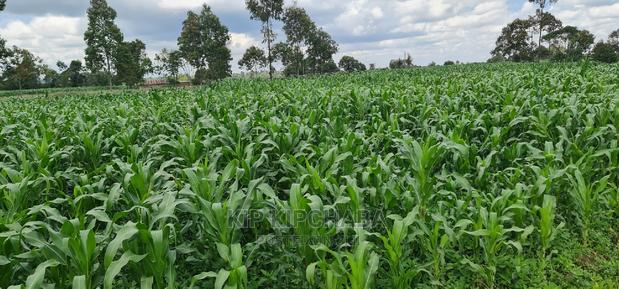 1 Acre Land for Sale in Plateau Kileges in Eldoret