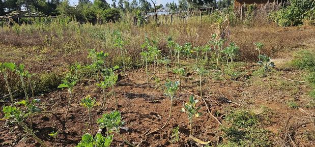 Prime Plot for Sale in Kapsoya Deligacy in Eldoret