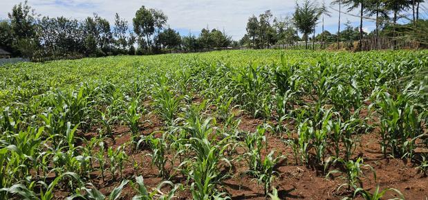 Prime 1/2 Acre for Sale in Kiplombe Eldoret