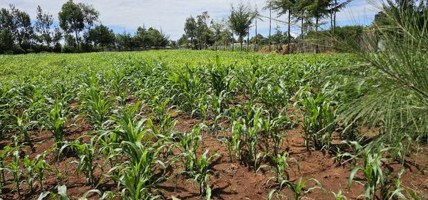 Prime 1/2 Acre for Sale in Kiplombe Eldoret