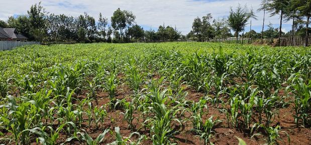 Prime 1/2 Acre for Sale in Kiplombe Eldoret
