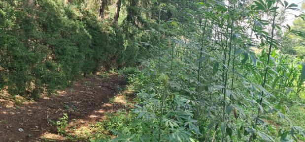2 Plots For Sale In Kamagut Eldoret