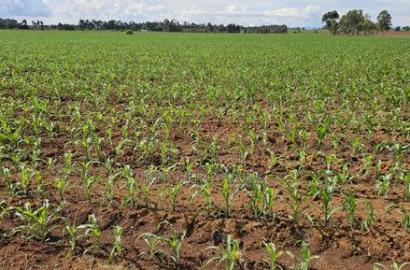 4 Acres for Sale in Kapropu Eldoret Fully Arable