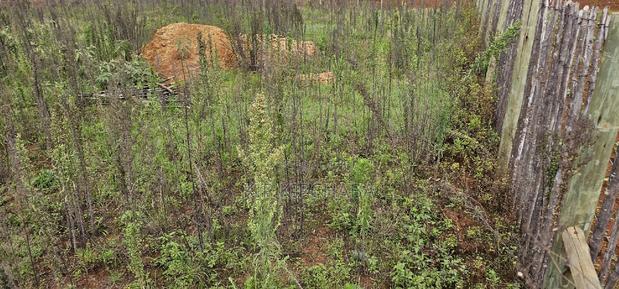 1/4 Plot for Sale in Kaptuli Chembulet Dispensary Eldoret