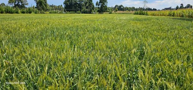 2.5 Acres Fully Arable for Sale in Kiplombe in Eldoret Kiili
