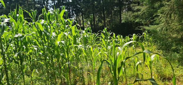 2 Plots For Sale In Kamagut Eldoret